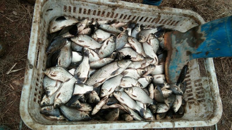 白鲫食用