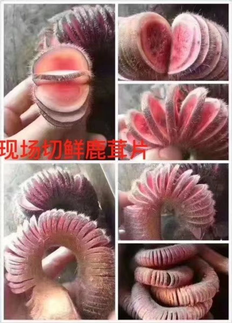 鹿茸鲜鹿茸切片梅花鹿一袋50克