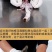 鹿鞭梅花鹿干梅花鹿鞭100克以上