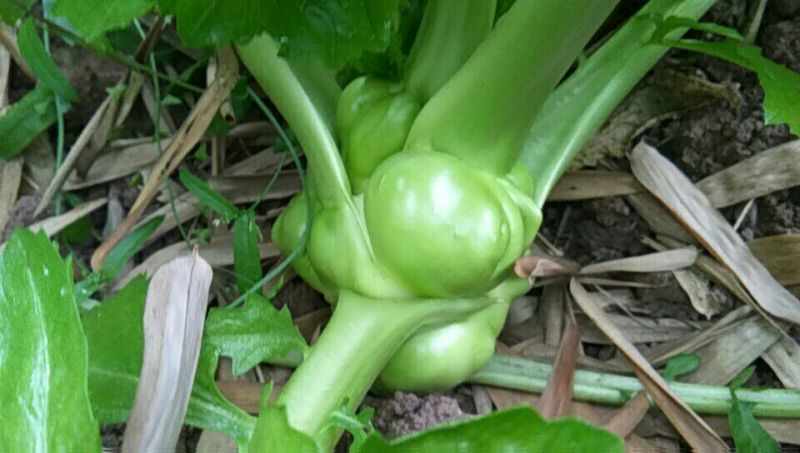 榨菜3两以上