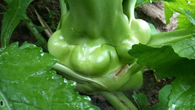 榨菜3两以上