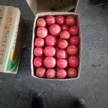 河北唐山乐亭县，硬粉西红柿通货硬粉弧二以上，大量上