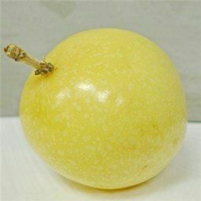 黄金百香果苗10~20cm
