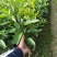 沃柑苗,不经中介,也有091无核沃柑。无核沃柑贵些