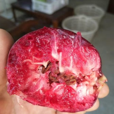 紫桃苗80cm以上至二公分粗