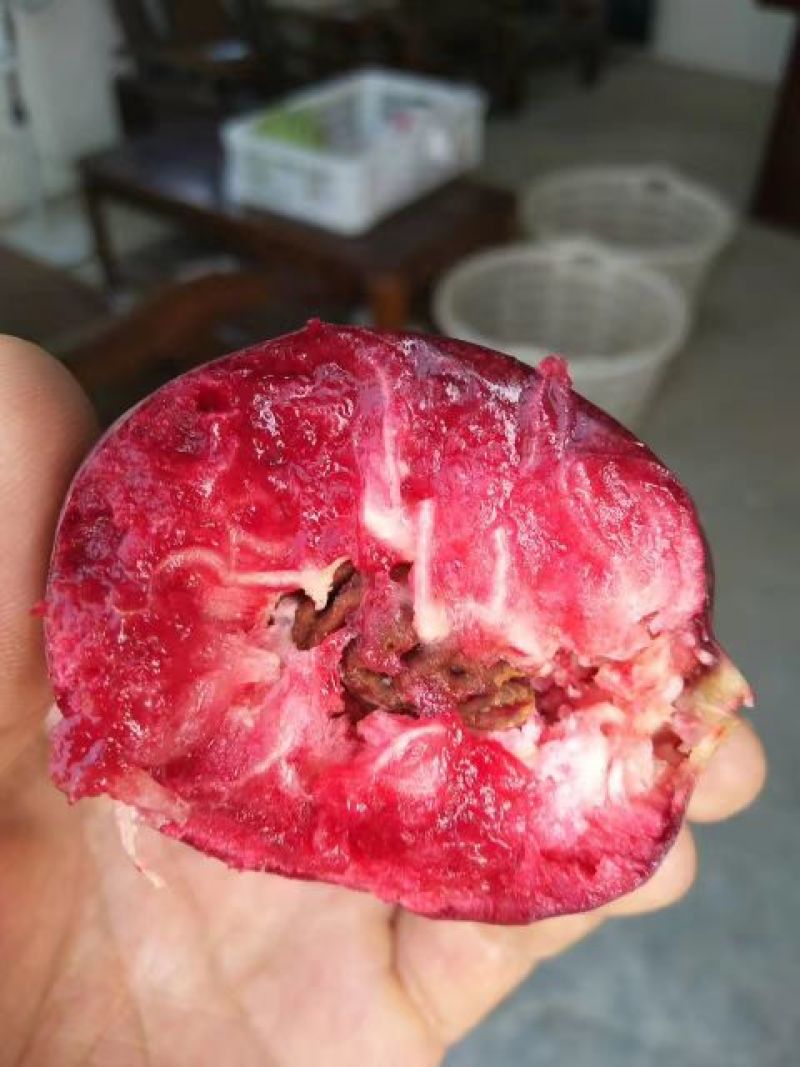 紫桃苗80cm以上至二公分粗