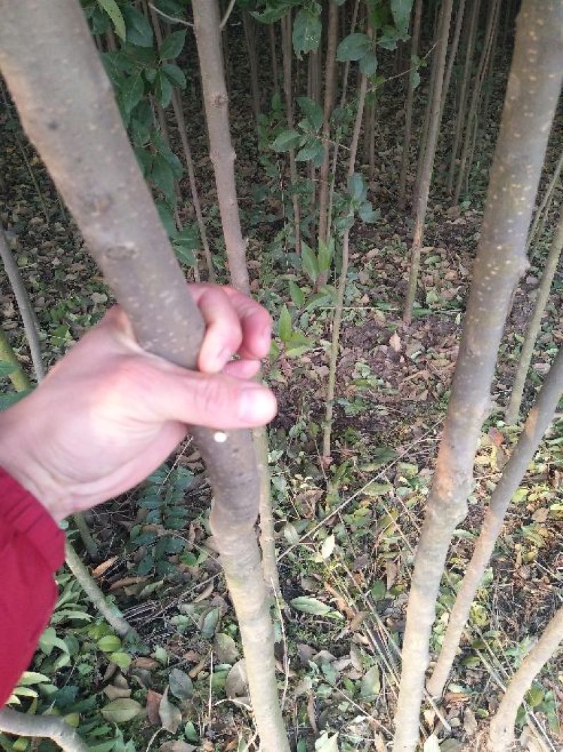 大叶女贞4cm以下
