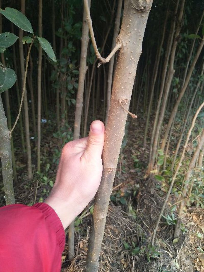 大叶女贞4cm以下