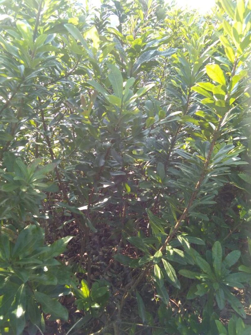 杨梅苗东魁扬梅苗
