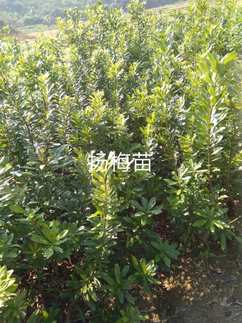 杨梅苗东魁扬梅苗