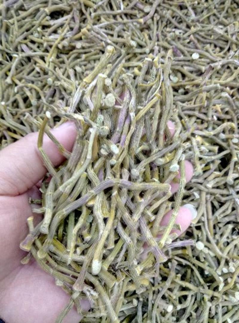 铁皮石斛干条产自云南环境好的西双版纳。