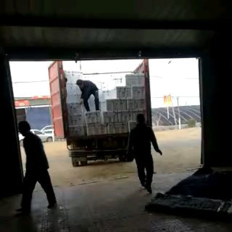 765长茄3两以上