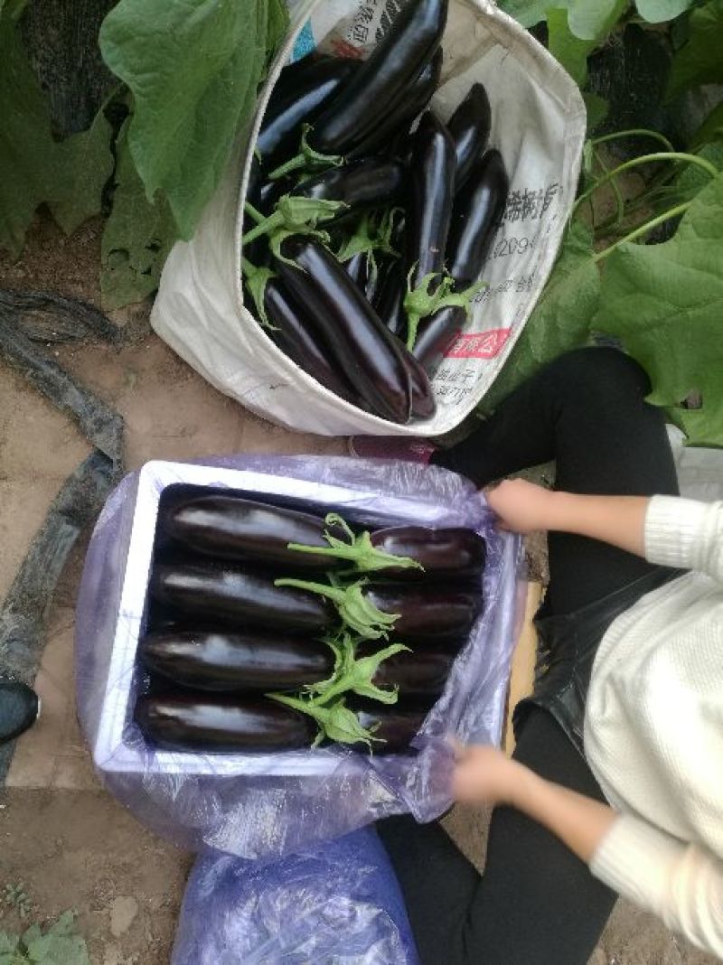 765长茄3两以上