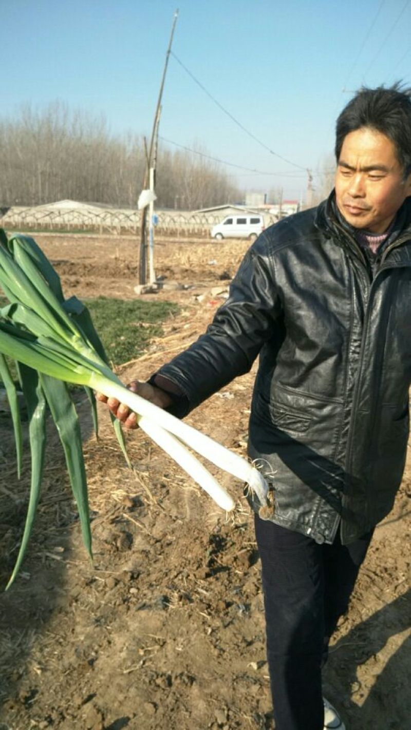 【货源充足】费县铁杆大葱，供应电商平台，超市、农贸市场