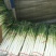 【货源充足】费县铁杆大葱，供应电商平台，超市、农贸市场