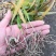 白芨种苗10~20cm