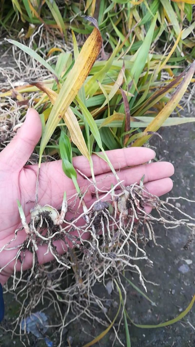 白芨种苗10~20cm