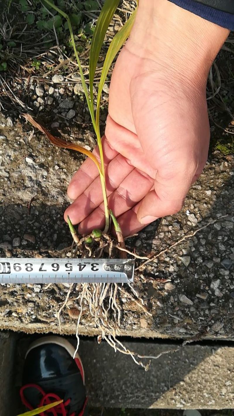 白芨种苗10~20cm