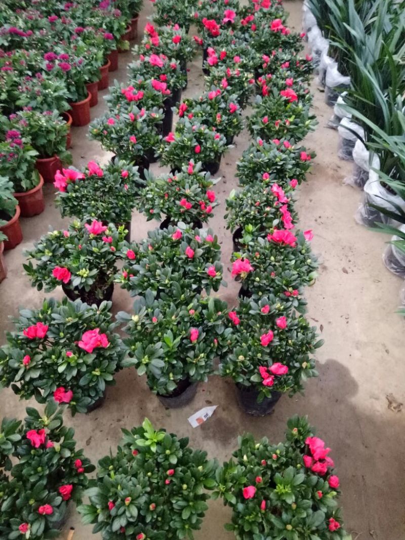 西洋杜鹃包邮冠幅25高度30