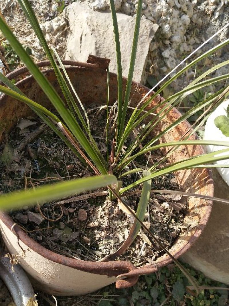 兰花裸根不带土