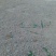 红薯粉面散装