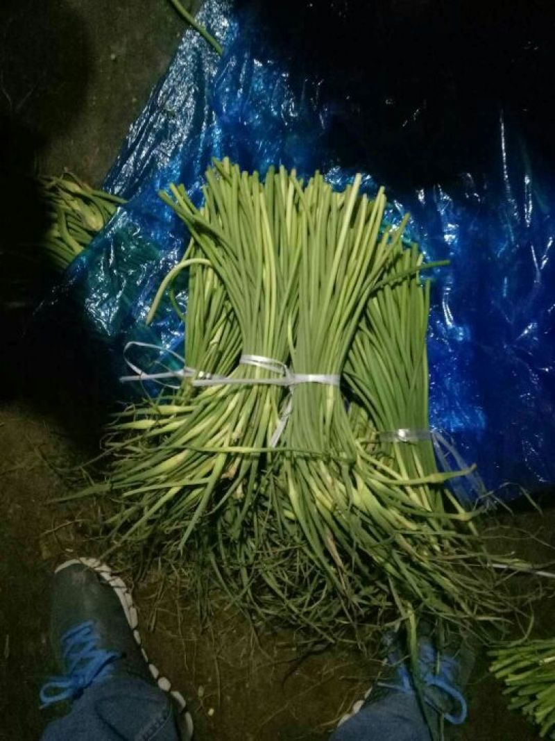 杂交蒜薹白苔大量供应货源充足，质量保证，全国发货