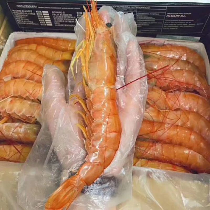 阿根廷红虾L1