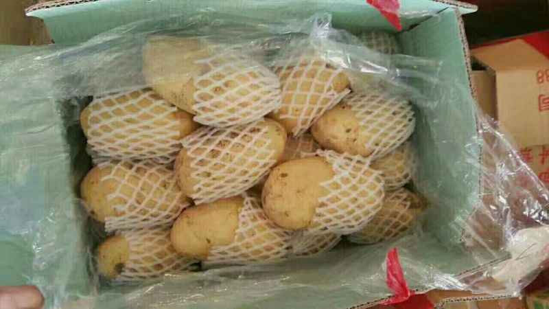 荷兰十五土豆3两半通天精品大小车随到随装
