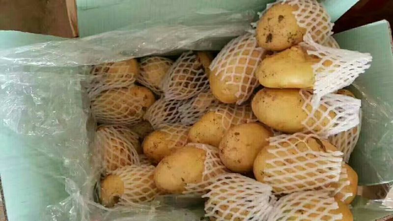 荷兰十五土豆3两半通天精品大小车随到随装