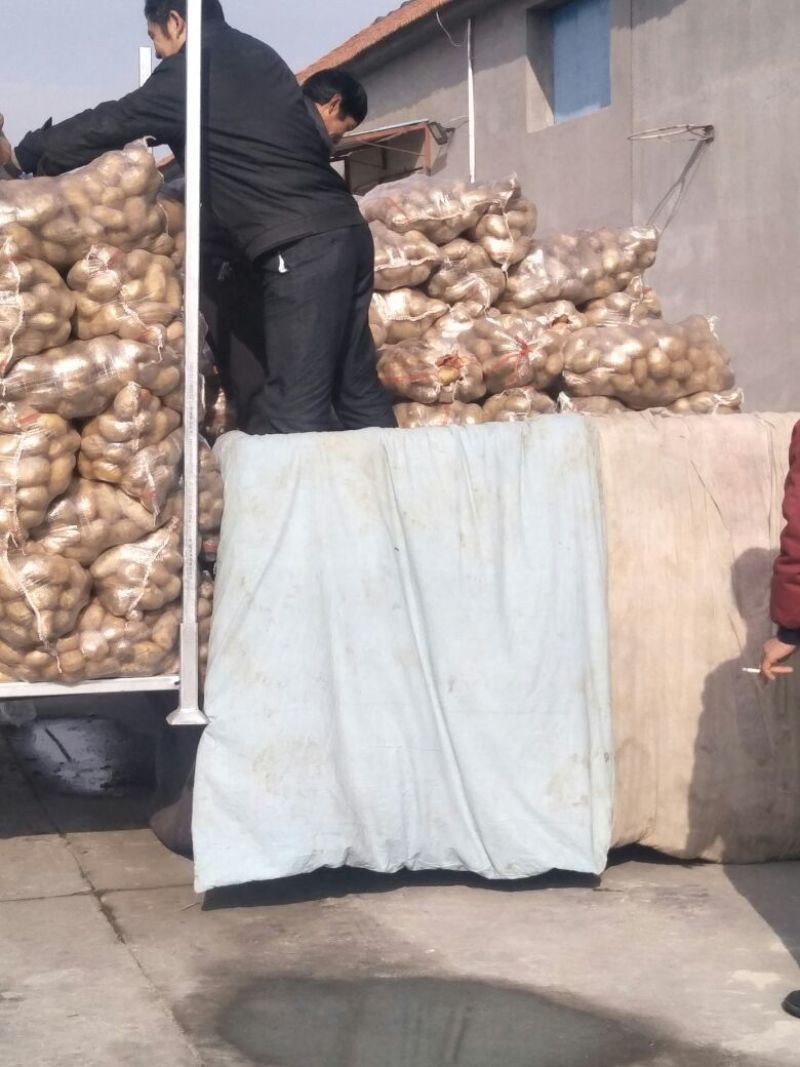 荷兰十五土豆3两半通天精品大小车随到随装