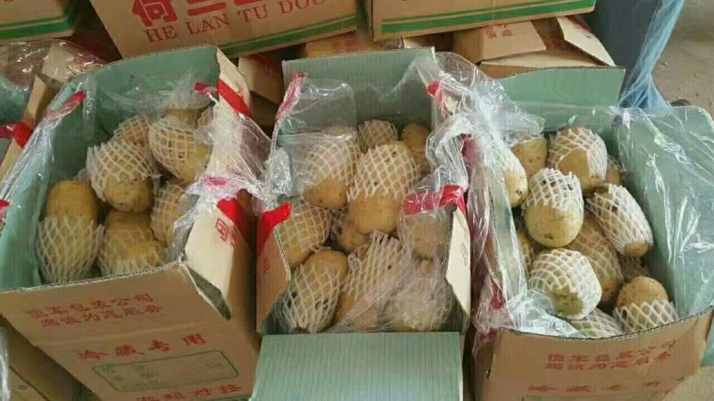 荷兰十五土豆3两半通天精品大小车随到随装