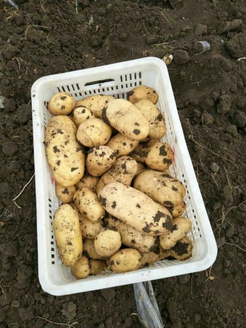荷兰十五土豆3两半通天精品大小车随到随装