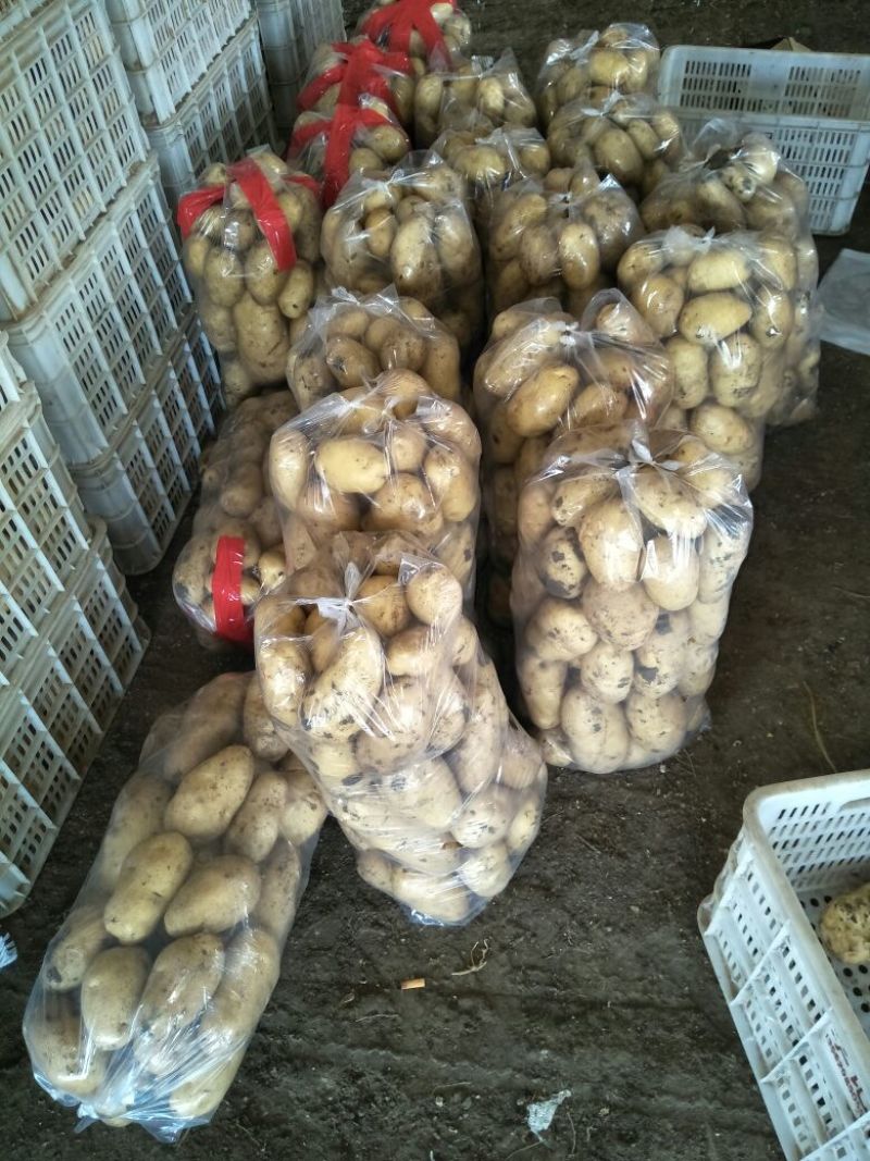 荷兰十五土豆3两半通天精品大小车随到随装