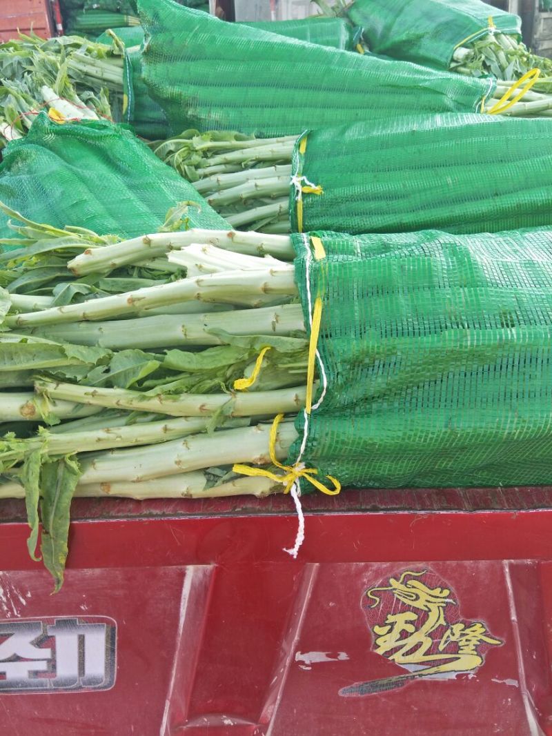 莴苣尖叶莴笋尖叶绿皮莴笋云南大理三青莴笋产地直供