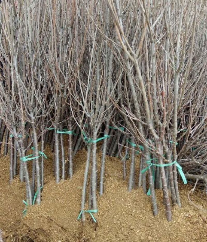 樱桃树苗3年分叉樱桃苗樱桃苗基地结果樱桃树苗