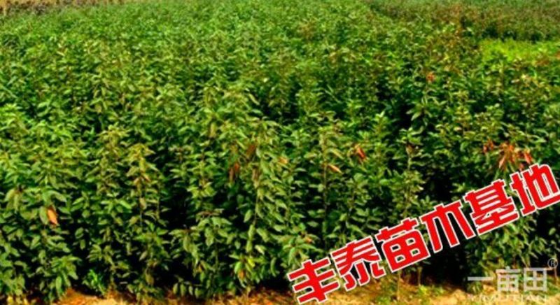樱桃树苗3年分叉樱桃苗樱桃苗基地结果樱桃树苗