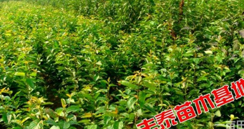 樱桃树苗3年分叉樱桃苗樱桃苗基地结果樱桃树苗