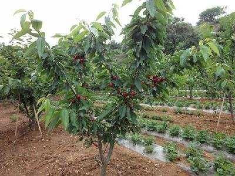 樱桃树苗3年分叉樱桃苗樱桃苗基地结果樱桃树苗