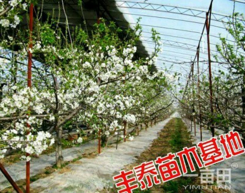 樱桃树苗3年分叉樱桃苗樱桃苗基地结果樱桃树苗
