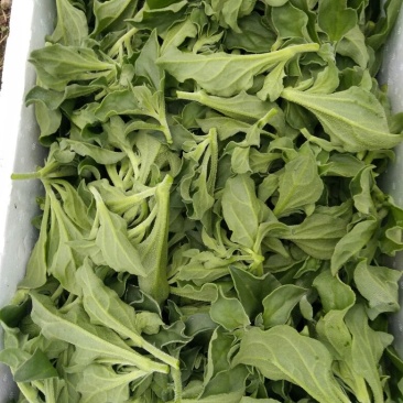冰草有机蔬菜
