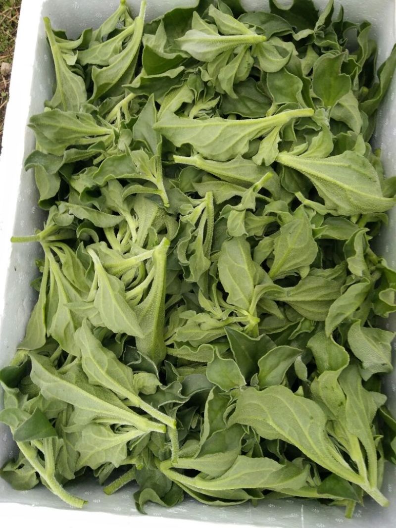 冰草有机蔬菜