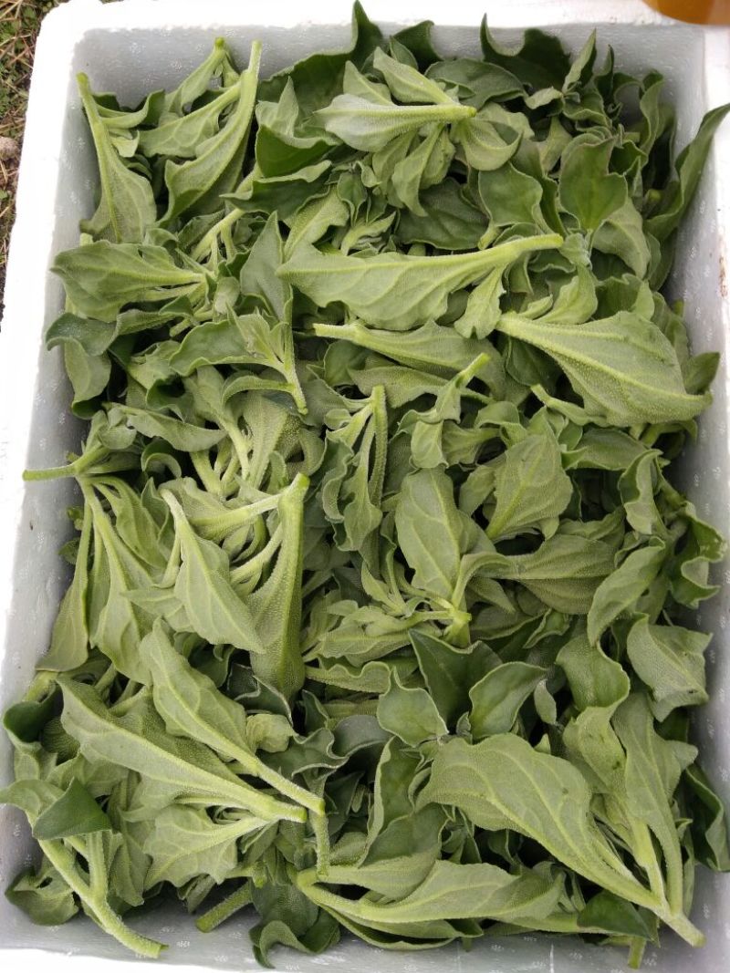 冰草有机蔬菜