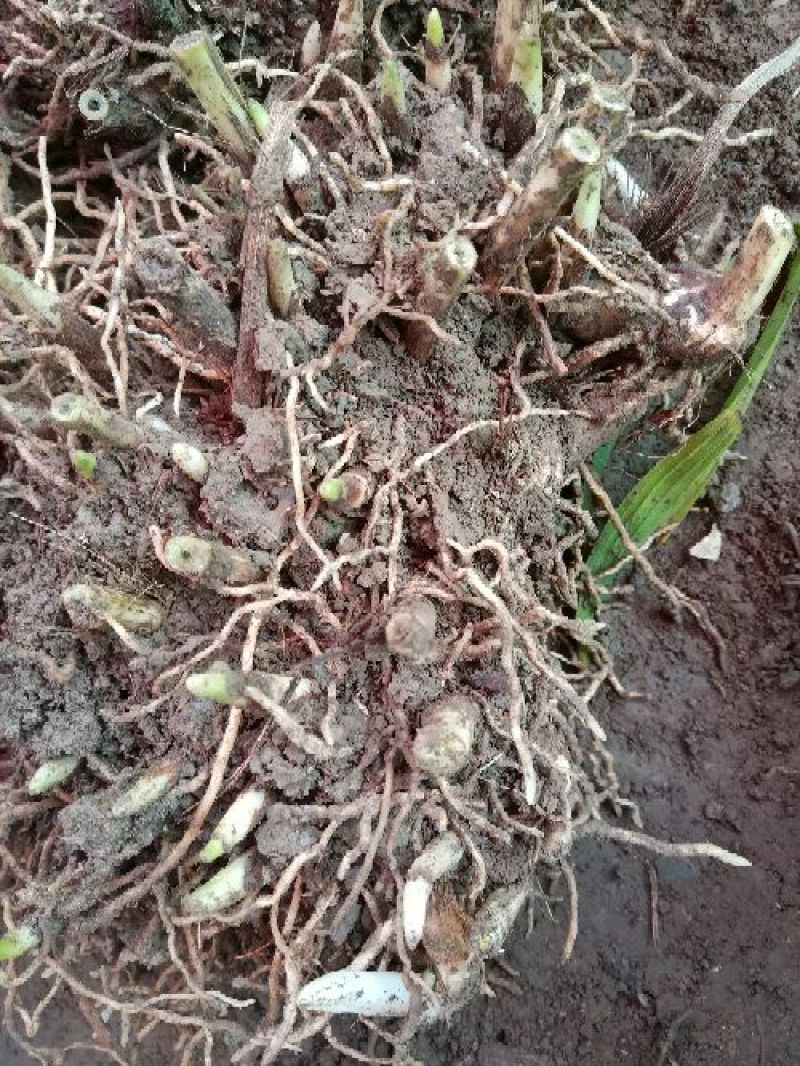 三叉白芨鲜货选货