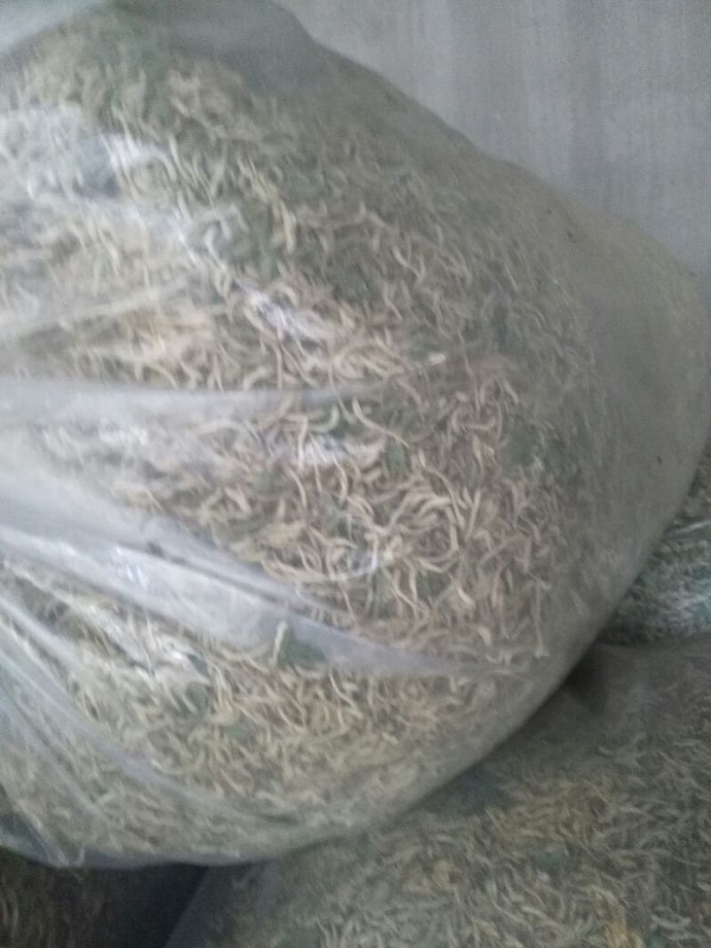 山东地产金银花各种规格的欢迎要货的老板们联系