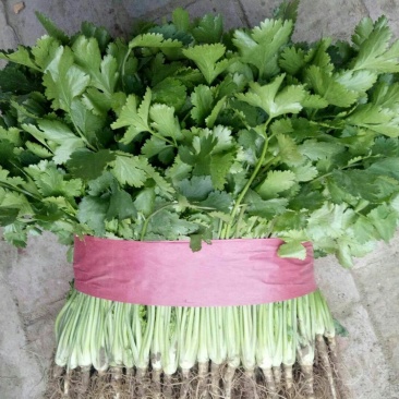【优质】铁杆青香菜（入库）易储存本地冷库可代存