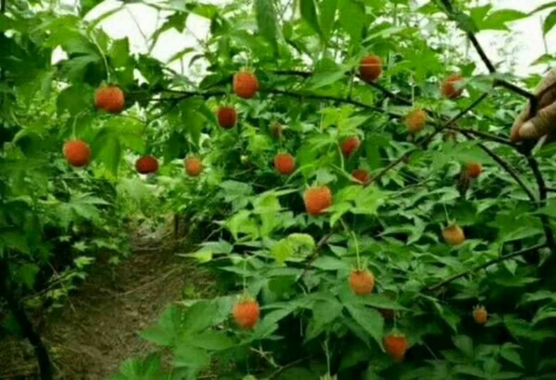 覆盆子苗