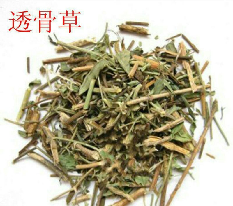 透骨草河北干货人工种植量大从优欢迎选购