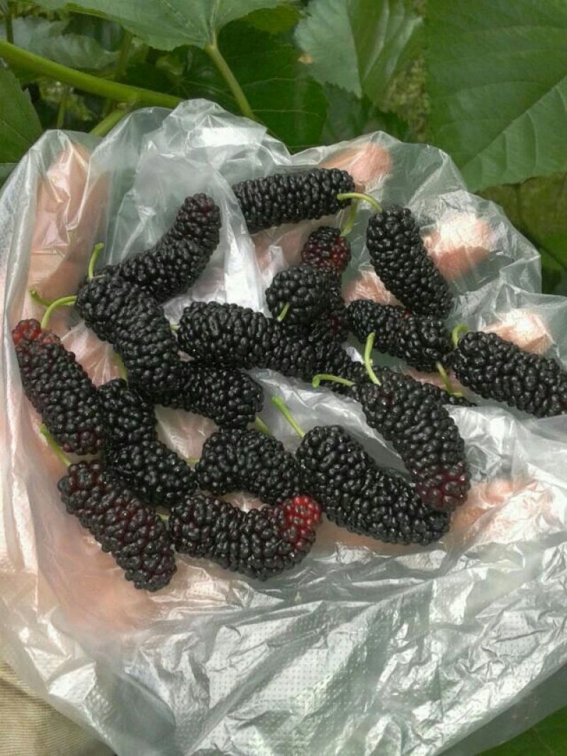 【有好货】海宁果桑苗无籽大十嫁接苗桑葚苗味美易管好活