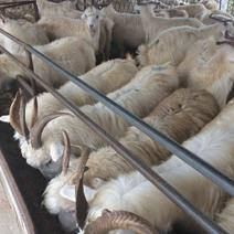 出售种羊。绒山羊，免费运输！保证成活率适应能力强，