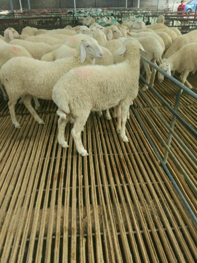 出售种羊。绒山羊，免费运输！保证成活率适应能力强，
